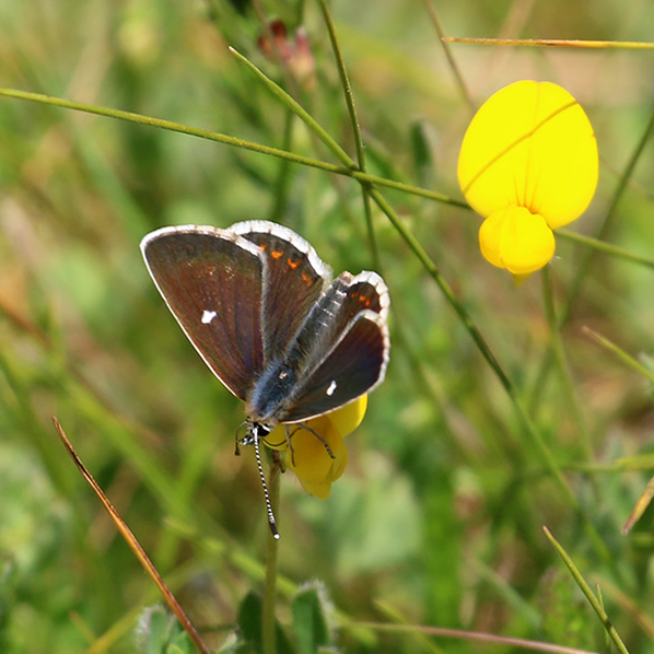 Northern Brown Argus - Vals bruin blauwtje